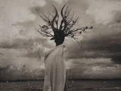 Black Star – THORNAPPLE (MIDI Profesional)