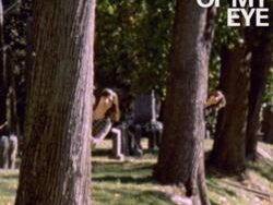 The Lemon Twigs – Corner Of My Eye (MIDI Profesional)